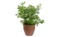 نباتات منوعه