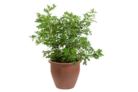 نباتات منوعه