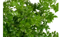 نباتات منوعه