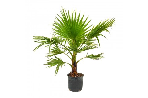 واشنجتونيا 