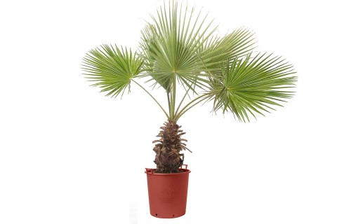 واشنجتونيا 