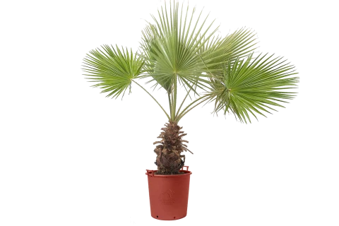 Washingtonia filifera