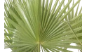 واشنجتونيا 