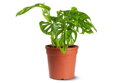 نبتة مونستيرا