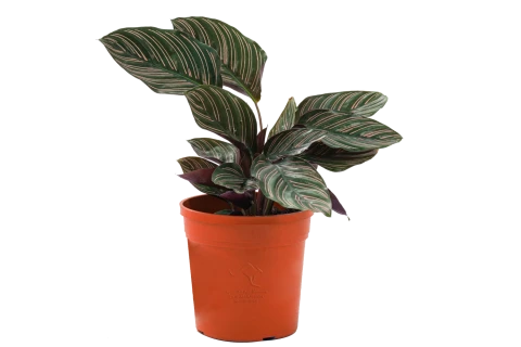 Calathea