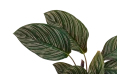 كلاثيا