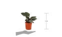 كلاثيا