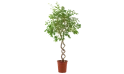 Ficus Spiral Double