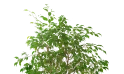 Ficus Spiral Double