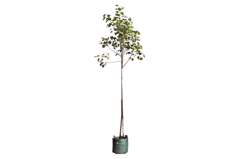 Ficus Religiosa - Green