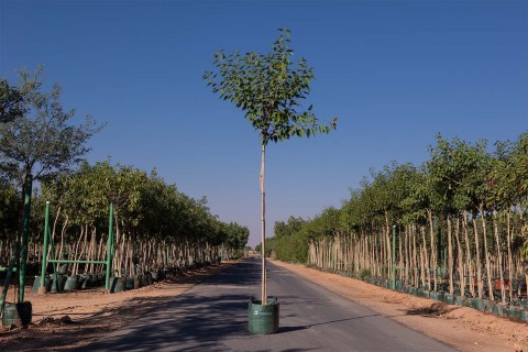 شجرة فيكس التيسا