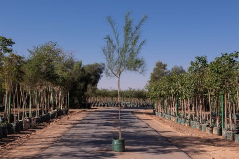 شجرة باركنسونيا زهور صفراء