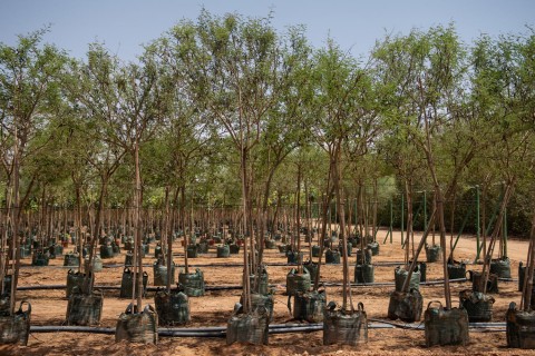 أكاسيا فارنسيانا