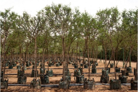 أكاسيا فارنسيانا