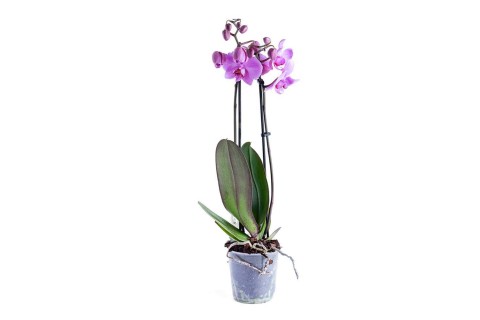 Phalaenopsis mixed 