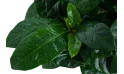 Gardenia Mixed Indoor Holland Plant