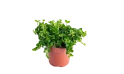  بيبروميا مختلط  