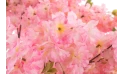 شجرة اصطناعية مزهرة