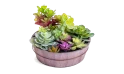  صباريات اصطناعية  مع حوض دائري خشبي
