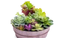  صباريات اصطناعية  مع حوض دائري خشبي