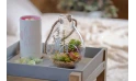  صباريات داخل علبة زجاجية 