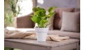 نباتات مزروعة جاهزة سكندبسوس