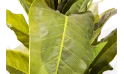 نبتة اصطناعية 