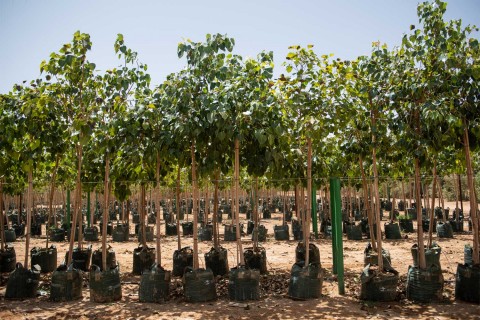 فيكس لسان العصفور