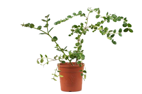 Carissa grandiflora White (Natal plum) 