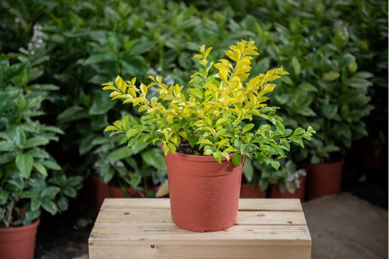 كاسيا الاتا