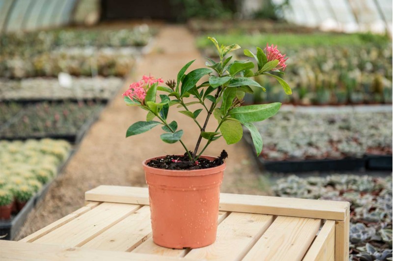 اكسورا كوكينيا