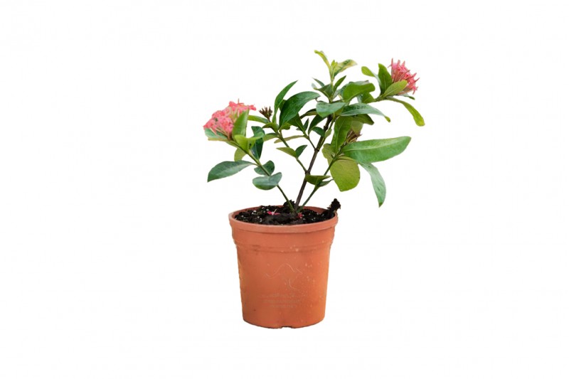 اكسورا كوكينيا