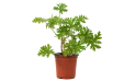 عطرة