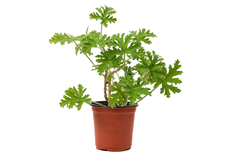 عطرة