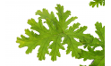 عطرة