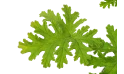 عطرة