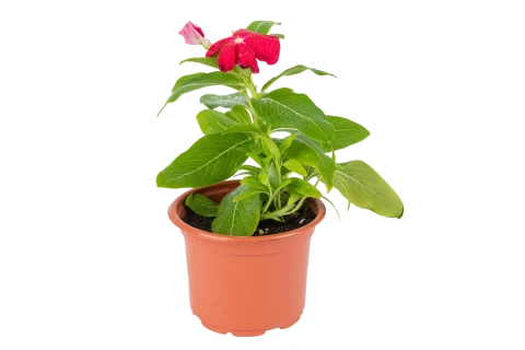 Vinca Red