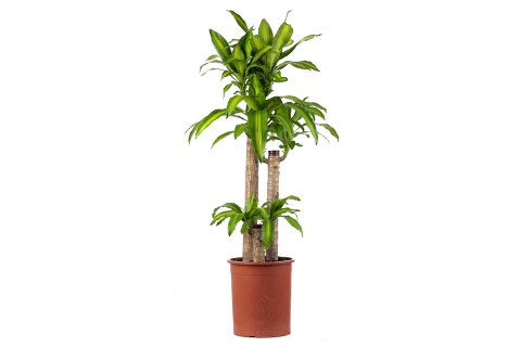 Dracaena Massangeana