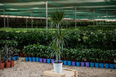 دراسينا مارجيناتا