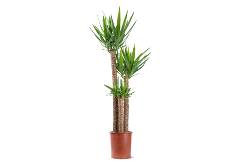 Yucca elephants