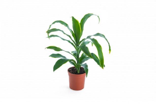 dracaena arturo