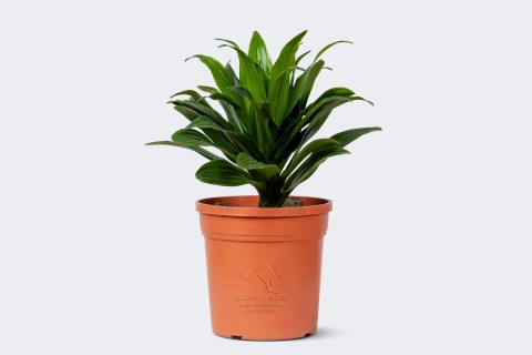 Dracaena Frag. Janet Craig Compacta