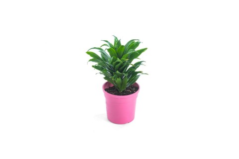 دراسينا كومباكتا