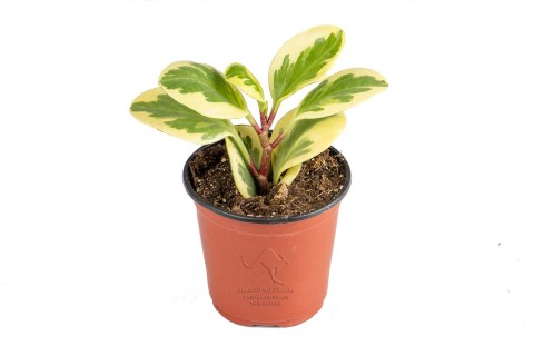 بيبروميا  منفرجة 