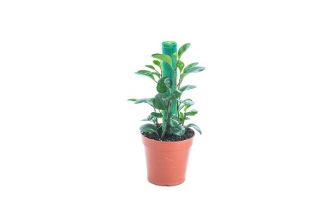 بيبروميا  منفرجة 