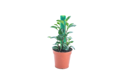 Pepporomia obtusifolia 