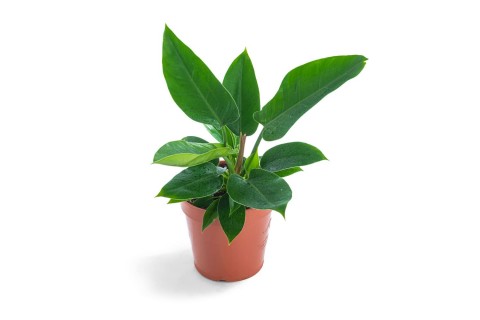 فيلودندرون (أخضر إمبراطوري)