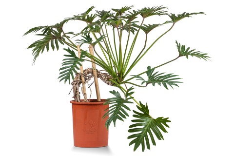 فلدوندرون زاندو