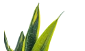 سانسيفيريا تريلاسياتا سوبربا (ذهبي)