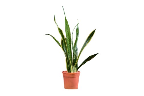 سانسفيريا تريفاسياتا أصفر